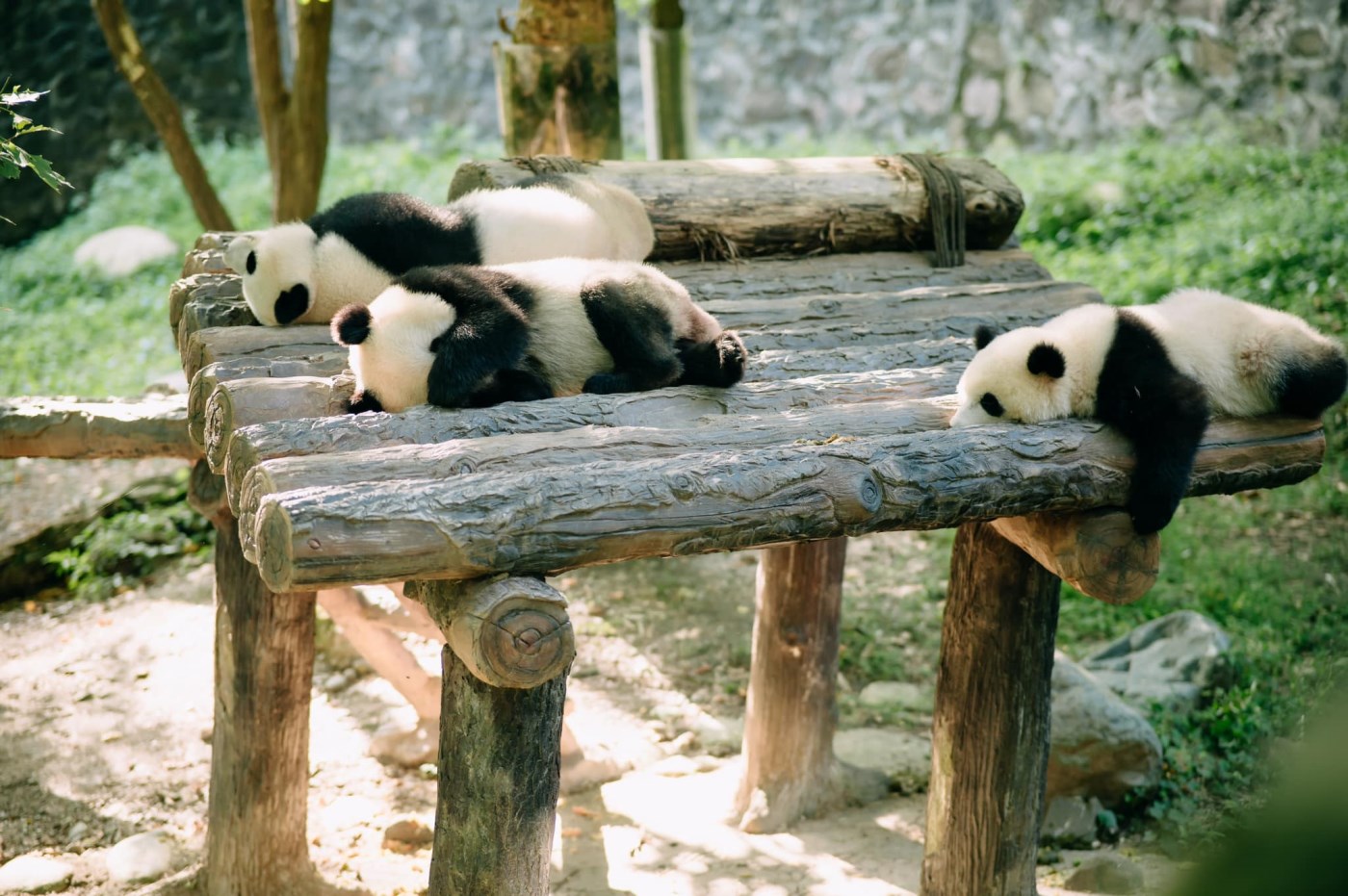 Công viên Gấu trúc Đô Giang Yển - Thế giới của những chú gấu trúc ở Thành Đô