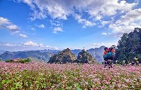 Tour du lịch Hà Giang: Mùa hoa tam giác mạch 3N2Đ