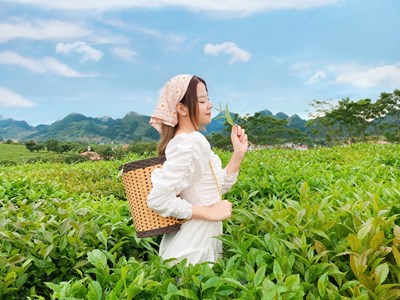 Tour du lịch Mộc Châu - Mai Châu: Hà Nội - Mộc Châu -  Bản Lác Mai Châu 2N1Đ